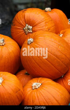 Auswahl an Kürbissen, die bei einem Halloween-Event in Chihcester, West Sussex, UK, abgebildet sind. Stockfoto