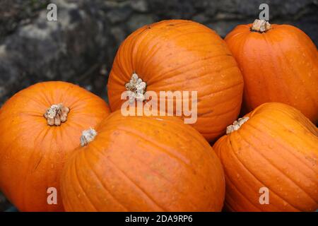 Auswahl an Kürbissen, die bei einem Halloween-Event in Chihcester, West Sussex, UK, abgebildet sind. Stockfoto