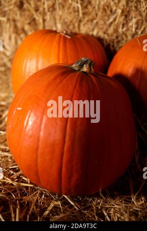 Auswahl an Kürbissen, die bei einem Halloween-Event in Chihcester, West Sussex, UK, abgebildet sind. Stockfoto