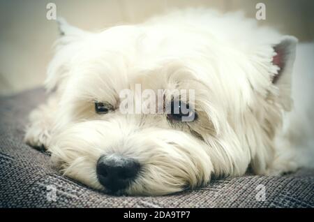 west Hochland weißen Terrier zu Hause liegen Stockfoto