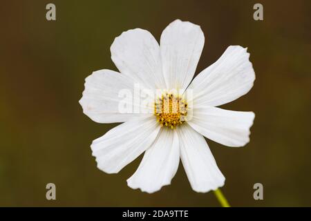 Einzelne weiße Kosmos Blume vor grünem Hintergrund Stockfoto
