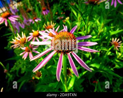 Echinacea Purpurea Maxima in einem Garten. Junge Blumen, blühende beginnt, Sommertag. Stockfoto