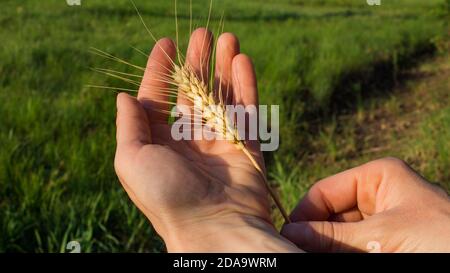 Farmermädchen hält Weizenspikelet in ihren Händen. Die Hände der Frau überprüfen die Qualität des Stacheletweizens. Stockfoto