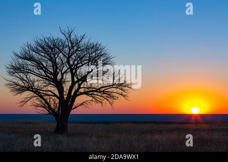 Einbunter Baum bei Sonnenuntergang auf der Pfanne Stockfoto