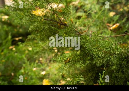 Immergrüne Wacholderzweige mit abgefallenen gelben Ahornblättern. Herbstkonzept Natur. Abstrakter unscharfer Hintergrund Stockfoto