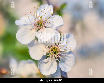 Süße Kirschblüten. Weiße Blüten von Prunus avium im verschwommenen Hintergrund. Sommergrüne, blühende Pflanze in der Familie Rosaceae, Untergattung Cerasus. Stockfoto