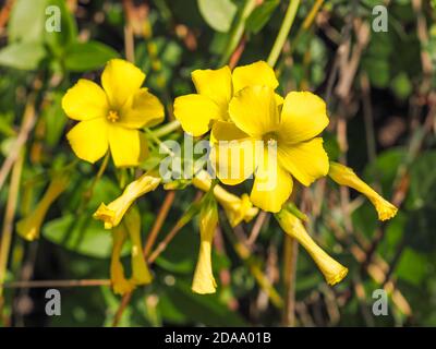 Gelbe Oxalis pes-caprae, Bermuda-Butterblume oder afrikanische Holz-Sauerampfer-Blüten. Buttercup oxalis ist eine blühende Pflanze in der Familie der Waldsesselgewächse Oxalidaceae. Stockfoto