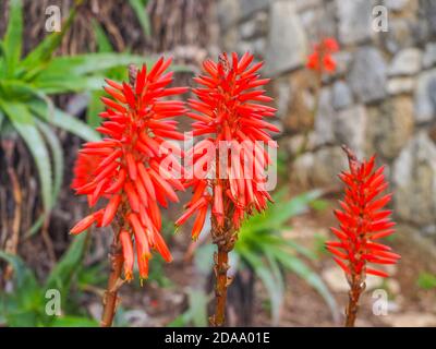 Aloe arborescens, rote Blüten im steinigen Wandhintergrund, Nahaufnahme. Krantz Aloe oder Candelabra Aloe ist eine blühende Pflanze aus der Familie der Asphodelaceae. Stockfoto