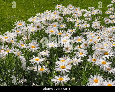 Leucanthemum Maximum, weiße Gänseblümchen-ähnliche Blüten. Max Chrysanthemum ist beliebt Garten Hybrid, mehrjährige, blühende Pflanze in der Aster Familie Asteraceae. Stockfoto