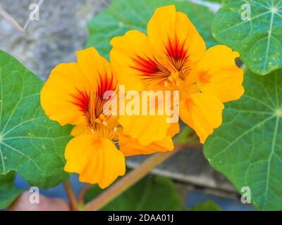 Tropeolum majus blüht. Garten Kapuzinerkresse, scheibenförmige Blätter, Orangenblüten. Indische Kresse oder Mönchskresse ist blühende Pflanze, Tropeolaceae Familie Stockfoto