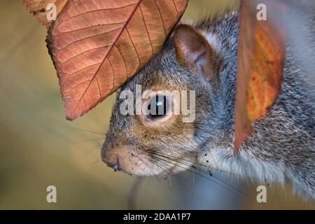 Wildes Ostgrauhörnchen (Sciurus carolinensis) Blick aus einem Laub von leuchtend braunen Blättern Stockfoto