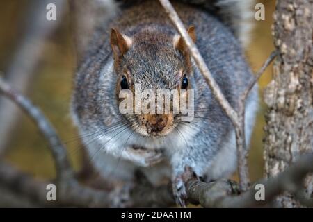 Wildes, großes, fettes Ostgrauhörnchen (Sciurus carolinensis), das auf einem Baum im Schatten thront und sich vorsichtig der Kamera nähert Stockfoto