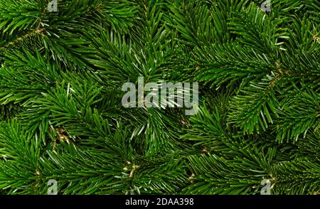 Weihnachtsbaum Hintergrund. Textur von grünen Ästen der Nordmann-Tanne, Nahaufnahme. Natürliche Winter- und Urlaubskulisse. Stockfoto