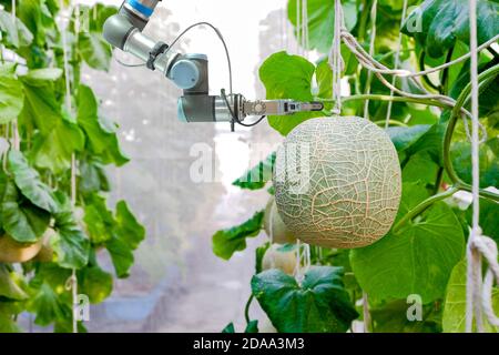 Close-up Smart Robot, die eine innen auf Melone Gewächshaus Garten für Assistenten Bauern Melone Früchte ernten installiert, Smart Farming 4.0 Konzept Stockfoto