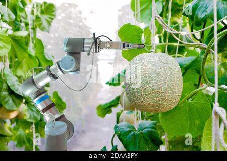 Close-up Smart Robot, die eine innen auf Melone Gewächshaus Garten für Assistenten Bauern Melone Früchte ernten installiert, Smart Farming 4.0 Konzept Stockfoto