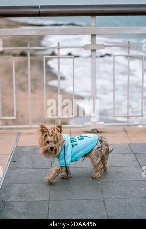 Yorkie Hund Yorkshire Terrier mit einer blauen Jacke Weste bei einem Spaziergang auf einer Brücke über einem Strand. Kalte Jahreszeit. Stockfoto
