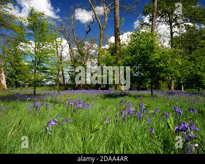 Bluebells in Ethy bei Lerryn, Cornwall. Stockfoto