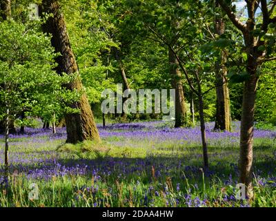 Bluebells in Ethy bei Lerryn, Cornwall. Stockfoto