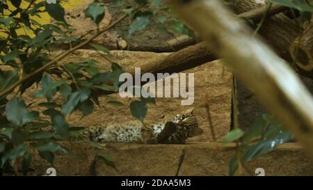 Leopard Katze Ruhe und Reinigung. Stockfoto