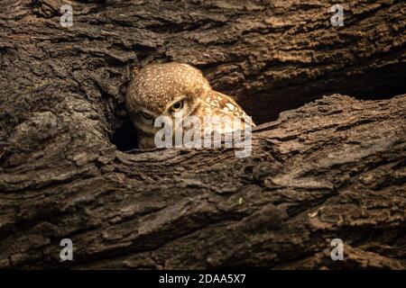 Gefleckte Ehelin oder Athene brama thronten auf einem strukturierten Toten Baumstamm in seinem Nest im keoladeo ghana Nationalpark Oder bharatpur Vogelschutzgebiet rajasthan Stockfoto