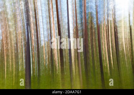 Bäume im Kiefernwald fotografiert mit einer vertikalen Kamerabewegung. Langzeitbelichtung. Stockfoto