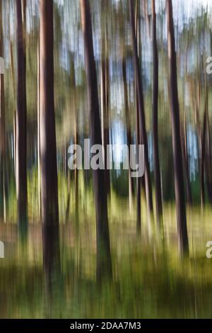 Bäume im Kiefernwald fotografiert mit einer vertikalen Kamerabewegung. Langzeitbelichtung. Stockfoto