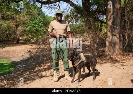 Demonstration der Erhaltung South Luangwa mit Anti-Wilderei Hunde, K9 Detection Dogs Unit, South Luangwa National Park, Mfuwe, Sambia, Afrika Stockfoto