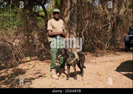 Demonstration der Erhaltung South Luangwa mit Anti-Wilderei Hunde, K9 Detection Dogs Unit, South Luangwa National Park, Mfuwe, Sambia, Afrika Stockfoto