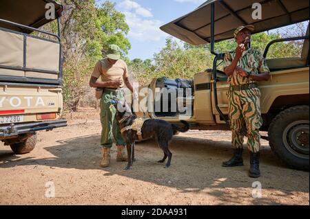 Demonstration der Erhaltung South Luangwa mit Anti-Wilderei Hunde, K9 Detection Dogs Unit, South Luangwa National Park, Mfuwe, Sambia, Afrika Stockfoto