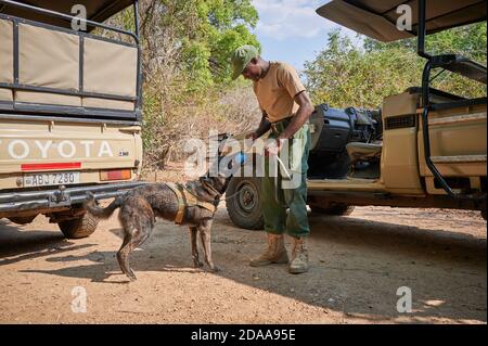 Demonstration der Erhaltung South Luangwa mit Anti-Wilderei Hunde, K9 Detection Dogs Unit, South Luangwa National Park, Mfuwe, Sambia, Afrika Stockfoto