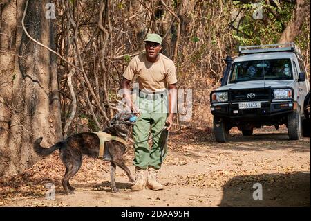 Demonstration der Erhaltung South Luangwa mit Anti-Wilderei Hunde, K9 Detection Dogs Unit, South Luangwa National Park, Mfuwe, Sambia, Afrika Stockfoto