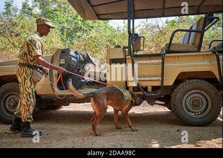 Demonstration der Erhaltung South Luangwa mit Anti-Wilderei Hunde, K9 Detection Dogs Unit, South Luangwa National Park, Mfuwe, Sambia, Afrika Stockfoto