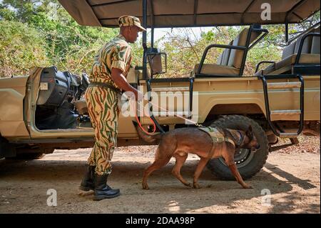 Demonstration der Erhaltung South Luangwa mit Anti-Wilderei Hunde, K9 Detection Dogs Unit, South Luangwa National Park, Mfuwe, Sambia, Afrika Stockfoto