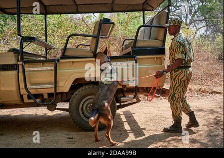 Demonstration der Erhaltung South Luangwa mit Anti-Wilderei Hunde, K9 Detection Dogs Unit, South Luangwa National Park, Mfuwe, Sambia, Afrika Stockfoto