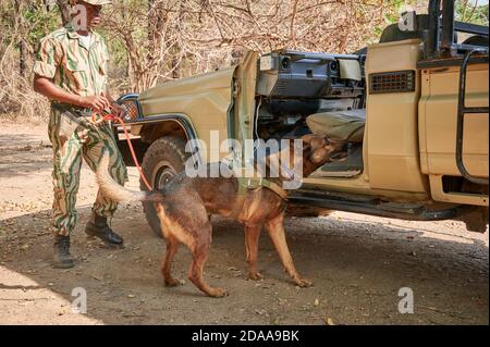 Demonstration der Erhaltung South Luangwa mit Anti-Wilderei Hunde, K9 Detection Dogs Unit, South Luangwa National Park, Mfuwe, Sambia, Afrika Stockfoto