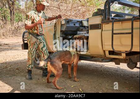 Demonstration der Erhaltung South Luangwa mit Anti-Wilderei Hunde, K9 Detection Dogs Unit, South Luangwa National Park, Mfuwe, Sambia, Afrika Stockfoto