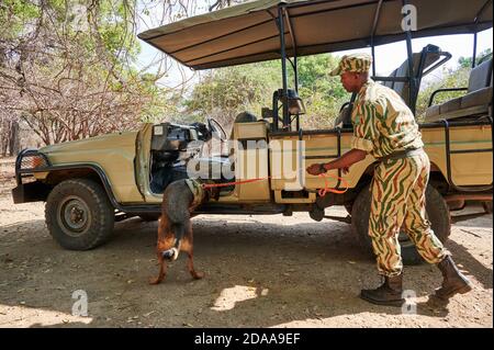 Demonstration der Erhaltung South Luangwa mit Anti-Wilderei Hunde, K9 Detection Dogs Unit, South Luangwa National Park, Mfuwe, Sambia, Afrika Stockfoto