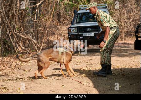 Demonstration der Erhaltung South Luangwa mit Anti-Wilderei Hunde, K9 Detection Dogs Unit, South Luangwa National Park, Mfuwe, Sambia, Afrika Stockfoto