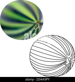 Wassermelonenfrucht. Realistische 3d und Linie süße Dessert reife Lebensmittel. Gesunde saftige Sommer-Beere, Urlaub Symbol. Frische Vitaminernährung. Isolierte Abluft Stock Vektor