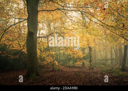 Herbstbuche im Wald, Harrogate, North Yorkshire Stockfoto
