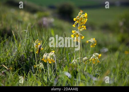 Kuhblumen wachsen auf Kreidefelsen in der Nähe des Dorfes Fovant im Nadder Valley, Wiltshire. Stockfoto