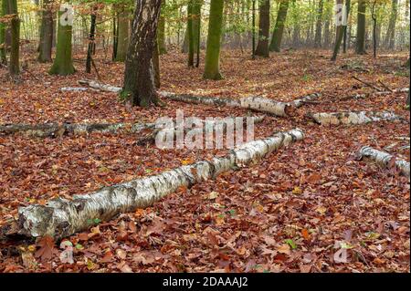 Deadwood auf dem Waldboden Stockfoto
