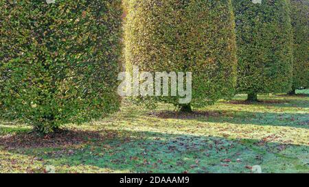 Im Herbst beschnitt Hainbuche Stockfoto