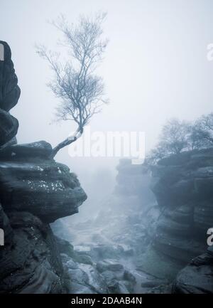 Mist im National Trust Brimham Rocks, North Yorkshire Stockfoto