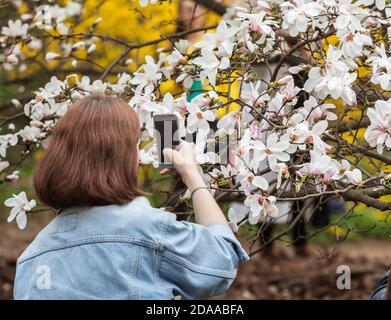 KIEW, UKRAINE - 17. Apr 2018: Die Menschen erfreuen sich an Magnolienblüten. Menschen fotografieren und machen Selfies in blühenden Magnoliengarten. Blühende Magnolie Stockfoto