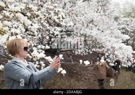 KIEW, UKRAINE - 17. Apr 2018: Die Menschen erfreuen sich an Magnolienblüten. Menschen fotografieren und machen Selfies in blühenden Magnoliengarten. Blühende Magnolie Stockfoto