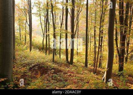 Herbst Buchenwald am Berghang bei Sonnenuntergang Stockfoto