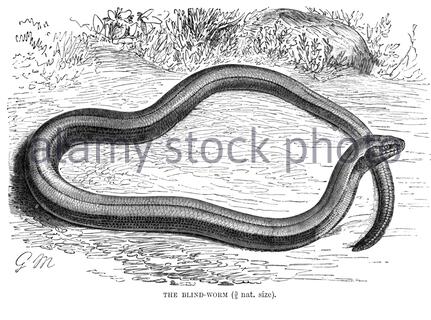 Blinder Wurm, Vintage Illustration von 1896 Stockfoto