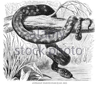 Australische Diamantschlange, Vintage Illustration von 1896 Stockfoto