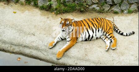 Großer gestreifter Tiger liegt auf dem Boden in der Nähe von Wasser. Erwachsenes Säugetier Raubtier, das im Zoo lebt. Draufsicht Stockfoto